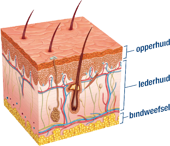 huid doorsnede