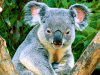 Captcha image 2477