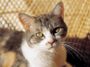 Captcha image 3294