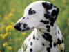 Captcha image 3488